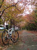 写真：紅葉が始まった公園内に私の自転車が置かれています。